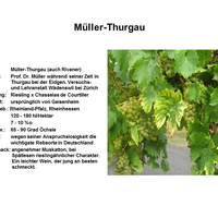 Müller-Thurgau